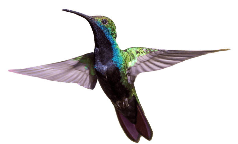 Mosaic hummingbird