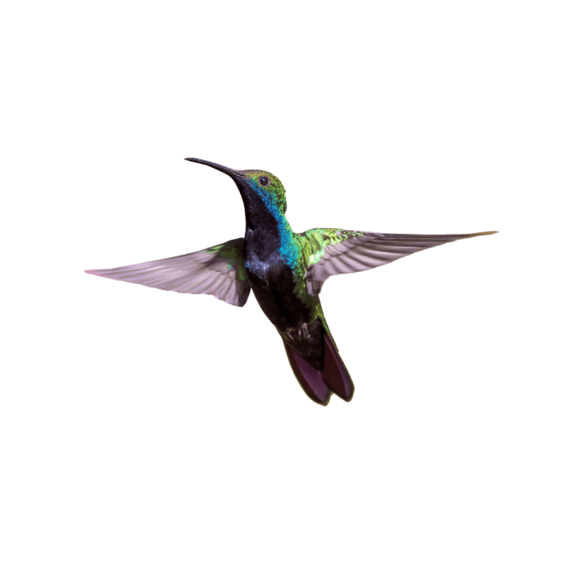 HyperMosaic hummingbird